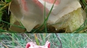Champignon Alien