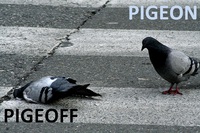 PigeON