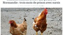 elle est où la poulette ?