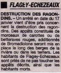 Invasion de ragondins