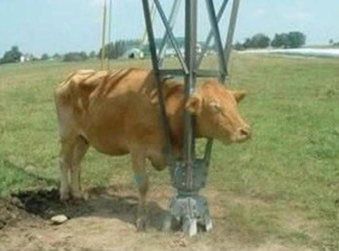 Une vache qui a la tête coincée dans le pied d'un pylone