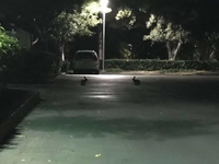 Lapins de minuit ...