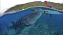 Coucou le requin