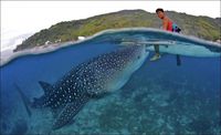 Coucou le requin