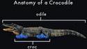 Anatomie d'un crocodile