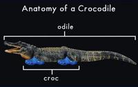 Anatomie d'un crocodile