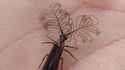 Insecte qui a du swag