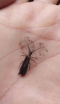 Insecte qui a du swag