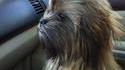 Chien-bacca