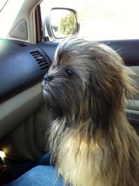 Chien-bacca