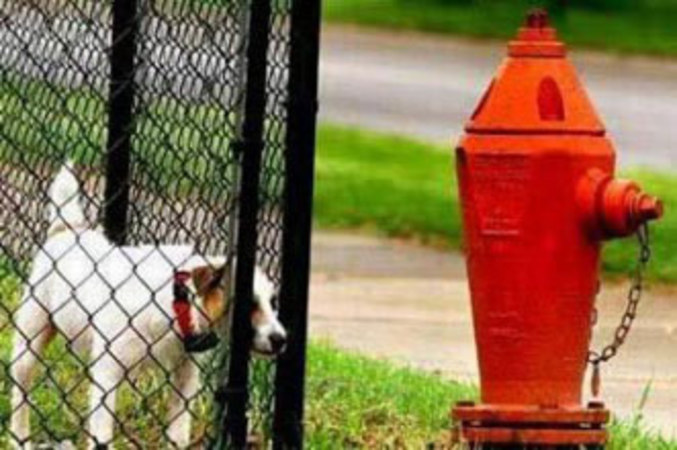 Un chien frustré de ne pas pouvoir uriner sur la bouche d'incendie.