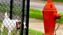Chien frustré