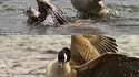 La chasse au canard