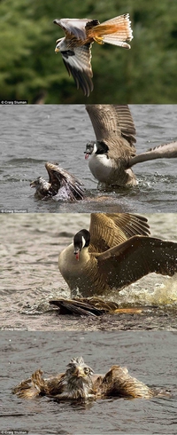 La chasse au canard