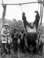 1930, un dandy italien Attilio Gatti a capturé, aidé par des pygmées, un gorille dans les forêts du Congo belge.