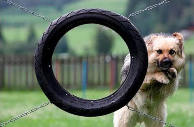 Un chien dressé pour sauter à côté du pneu. Très fort !