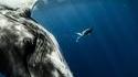 Cette photo de Julie Gautier auprès d'un jeune mâle baleine prise par Guillaume Néry 