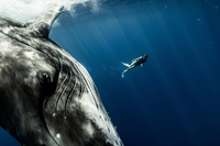 Cette photo de Julie Gautier auprès d'un jeune mâle baleine prise par Guillaume Néry 