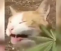 Snoop cat 