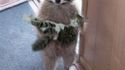 Voici mon chat