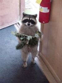Voici mon chat