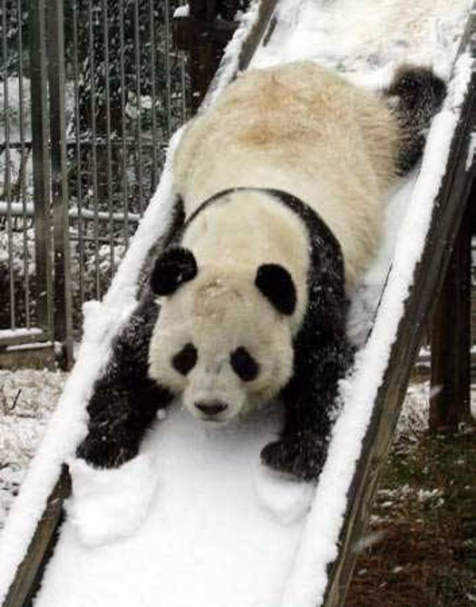 Un panda qui fait du toboggan.