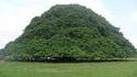 L'arbre Guacari, près de Sucre en Colombie