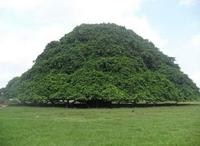L'arbre Guacari, près de Sucre en Colombie