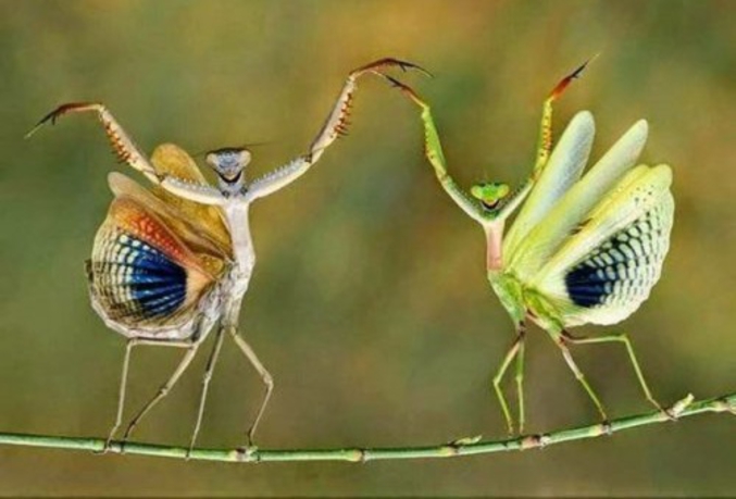 Deux insectes.