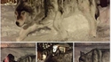 Le loup des neiges