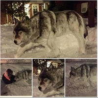 Le loup des neiges