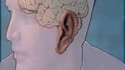 Gaymann's Ear