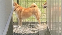 Portal chien