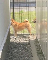 Portal chien