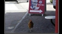 Fuck KFC