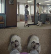 Bottes en chats