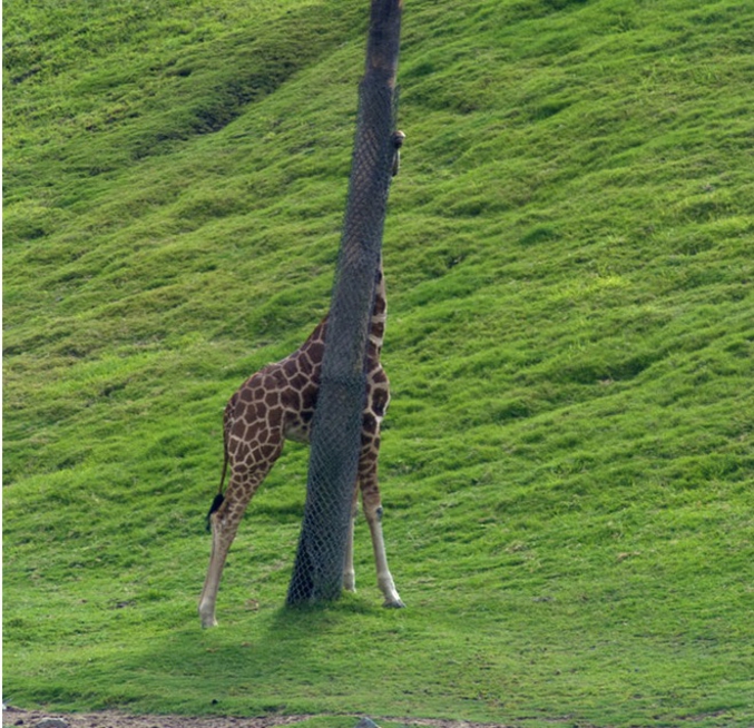 Attention, une girafe est cachée dans cette image. Sauras-tu la retrouver?