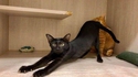 Le goût d'une chatte, c'est pas terrible en fait...
