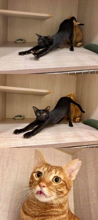 Le goût d'une chatte, c'est pas terrible en fait...