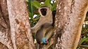 Singe à scrotum bleu