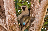 Singe à scrotum bleu