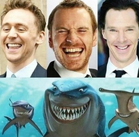 On a retrouvé les requins de Nemo