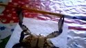 Crabe musclé