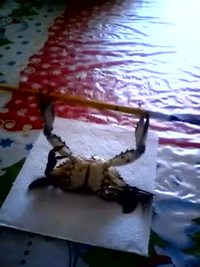 Crabe musclé