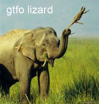 GTFO lézard