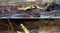 Mer d'hippopotames