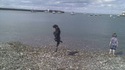 Un chien à la plage