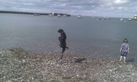 Un chien à la plage