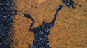 Grenouille écrasée