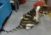 Etrange coupe